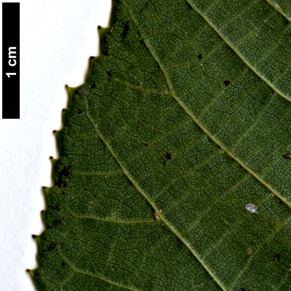 High resolution image: Family: Malvaceae - Genus: Tilia - Taxon: ×euchlora (T.cordata × T.dasystyla subsp. caucasica)